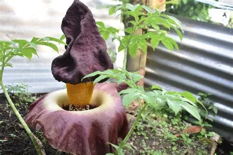 Bunga bangkai tumbuh subur di kampus Unimed Sumut - ANTARA News