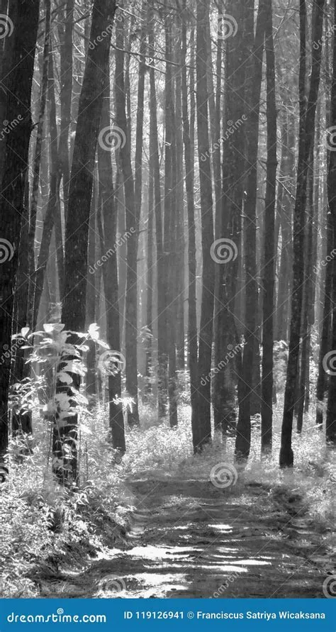 Black white pin forest stock image. Image of environment - 119126941