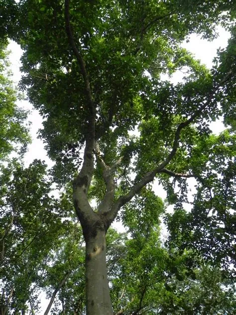 Mayapis Tree