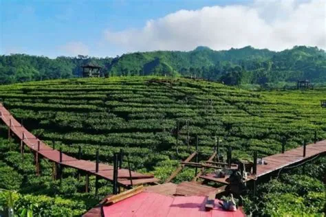 Nikmati Kesegaran Kebun Teh di Gunung Gambir Jember