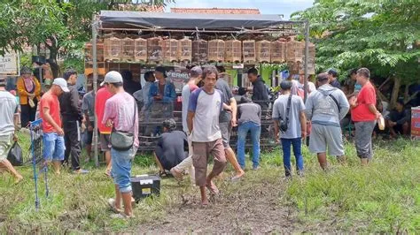 🔴hujan gede cari masteran eh di jual murah‼️ - YouTube