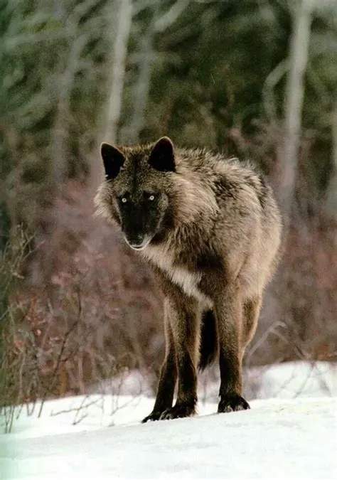 The world of wolves | Wolf photos, Wolf dog, Beautiful wolves