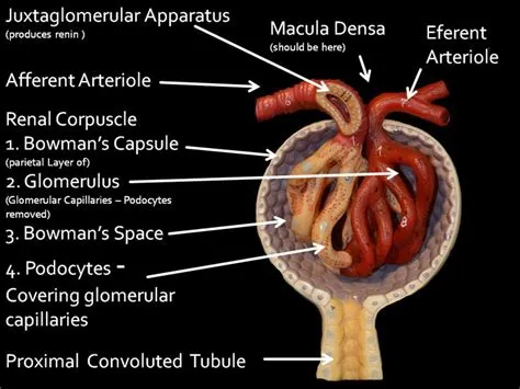 labeled renal corpuscle model #anatomy | Renal, Anatomy and physiology ...