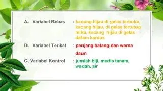 Pengaruh Intensitas Cahaya Terhadap Pertumbuhan Kacang Hijau | PPTX