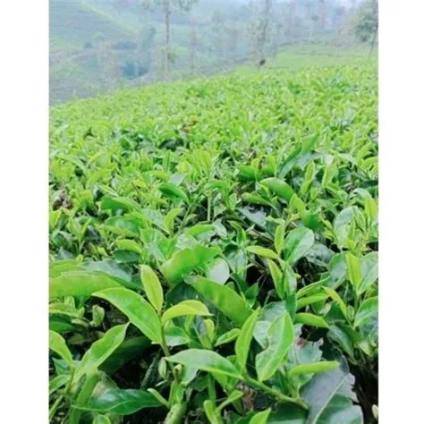 Jual Bibit stek pohon teh hijau isi 5 batang | Shopee Indonesia