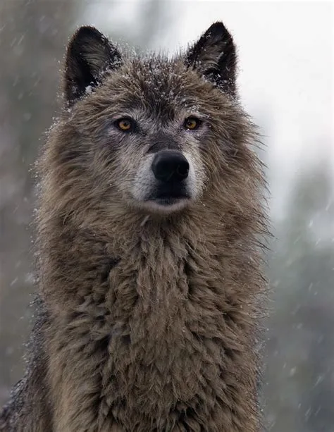 Image - Dark Gray Wolf.jpg - Wolves of the beyond Wiki