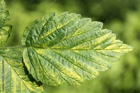 Rubus Idaeus Leaf