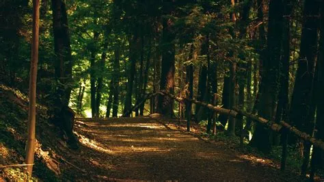 forest, Trees, Landscape, Road Wallpapers HD / Desktop and Mobile ...