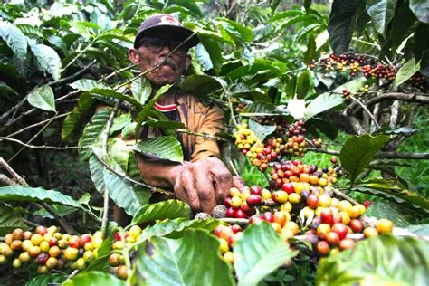 Yuk Kenali Hama dan Cara Pengendaliannya Pada Tanaman Kopi – Beritasumbar.com