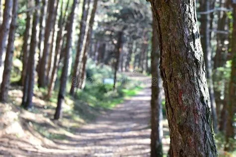 Details from Afternoon Walk on Vrmac, Mountain Above Kotor Stock Photo ...