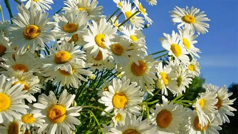 Daisies Flower Under Blue Sky 4K HD Flowers Wallpapers | HD Wallpapers ...