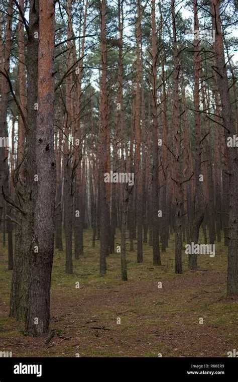 pine trees growing in a forest Stock Photo - Alamy