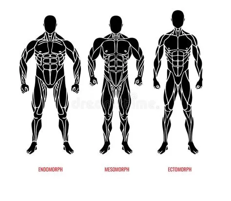 Men Body Types Diagram with Three Somatotypes Vector Stock Vector ...