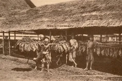 Masa Tanam Paksa Kolonial Belanda, Inilah Sejarah Perkebunan Tembakau ...