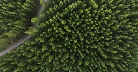 une vue aérienne de dessus de la route dans la forêt de pins avec une ...