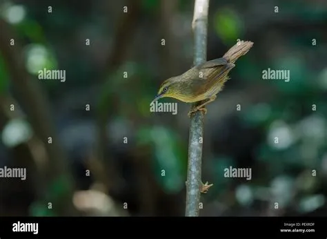 Tit Babbler ( Macronus gularis ) in forest Thailand Stock ...