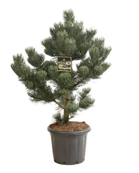 Oregon green - BR Paysage