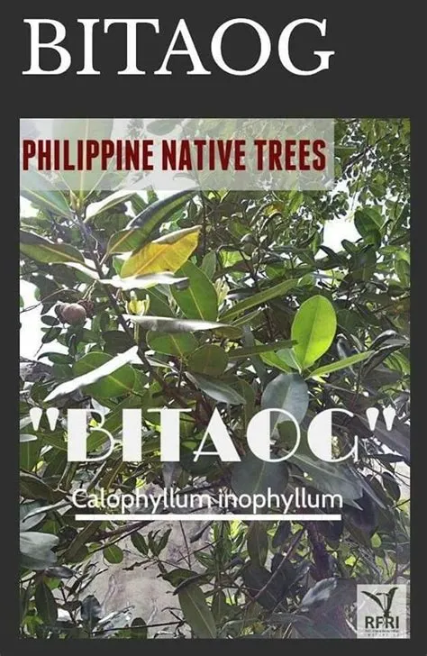Phi.Na.3's - Bitaog Common Name: Bitongol, Bitaog Local... | Facebook