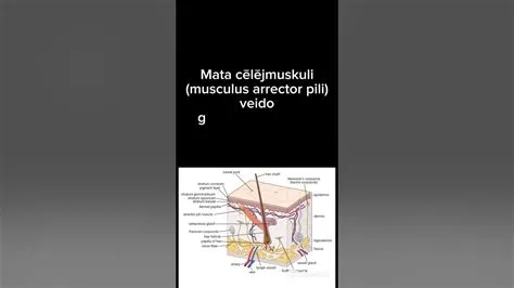 Mata cēlējmuskuli veido gludie muskuļaudi 🤓 #bioloģija #anatomija # ...