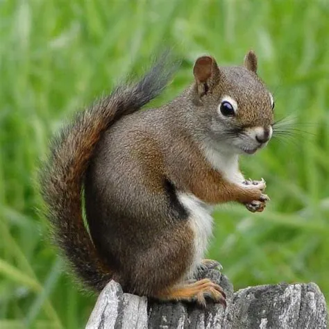 Pine squirrel - Alchetron, The Free Social Encyclopedia