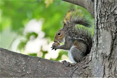 The Squirrel and Acorn Connection
