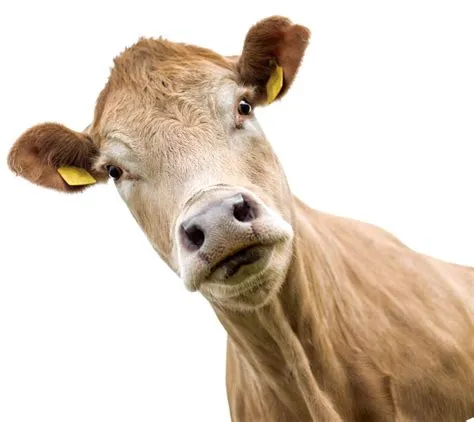 Hallo jemand zu Hause