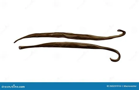 Realistic Vanilla Beans stock vector. Illustration of bean - 265231916