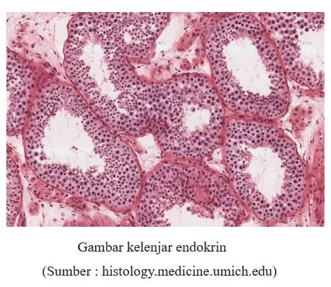Detail Gambar Epitel Kelenjar Endokrin Koleksi Nomer 36