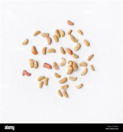 Raspberry, Rubus sp., seeds Stock Photo - Alamy