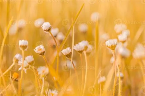 Abstract soft focus sunset field landscape of white flowers and grass ...