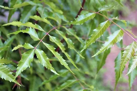 Neem Tree Growth And Care - Learn About Neem Tree Benefits And Uses ...