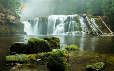 Rainy Night Nature Wallpaper