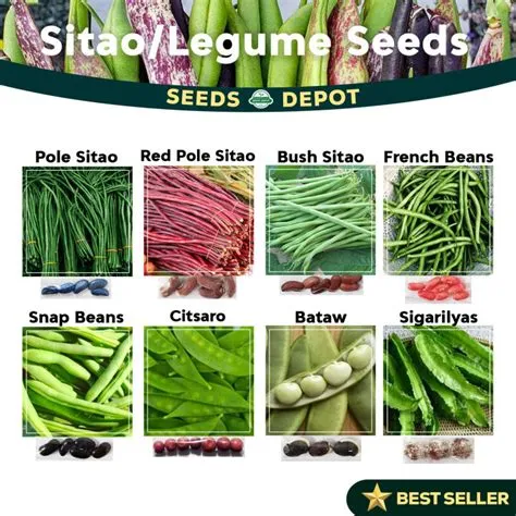 String Beans - Sitao French Beans Bush Sitao Red Sitao Baguio Beans ...