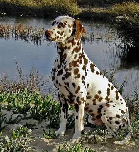 liver dalmatian | Dogs |