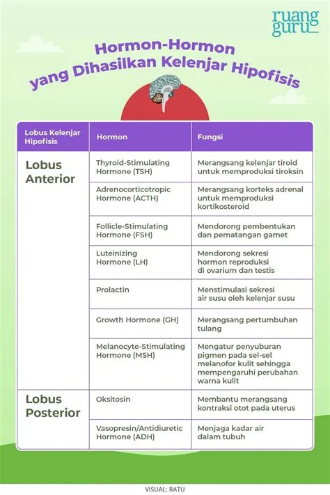 Macam-Macam Kelenjar Endokrin dan Hormon yang Dihasilkan