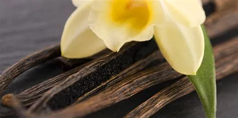Everything You Need to Know About Growing Vanilla Orchids