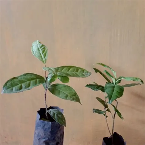 Jual Bibit Daun Teh Hijau siap tanam | Shopee Indonesia