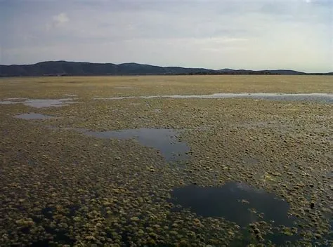 -Bloom of the Chlorophyta Valonia aegagropila, The Valonia balls are ...
