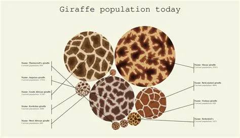 Regional map of giraffes' patterns in Africa - Vivid Maps