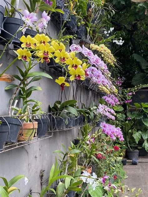 oleh Jasmine Slovak di Mililani Apartment | Taman vertikal, Anggrek ...