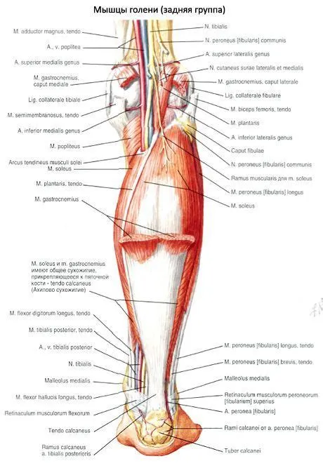 en Anatomija žmogus