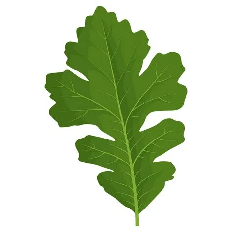Bur oak green leaf clipart. Free download transparent .PNG | Creazilla