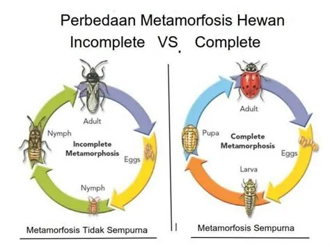 Serangga yang Mengalami Metamorfosis Sempurna dan Tidak Sempurna ...