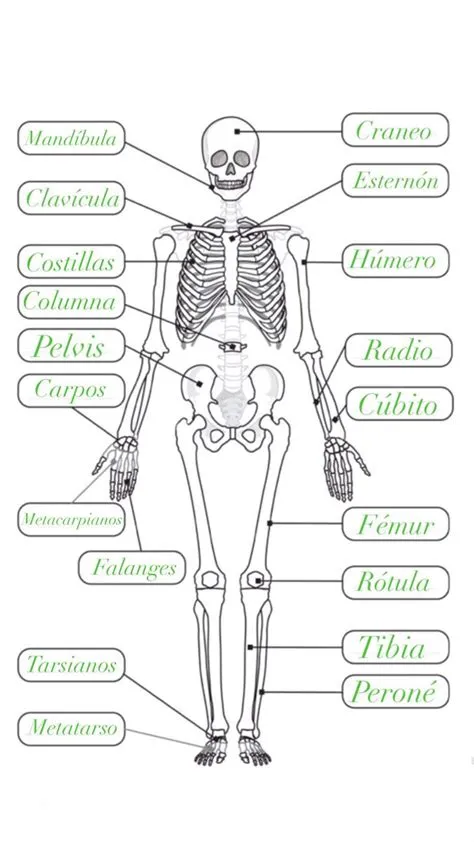 by lourdes mata on ciencias | Basic anatomy and physiology, Medical ...
