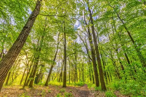 Beautiful forest path as panorama background. Bright green leaves ...