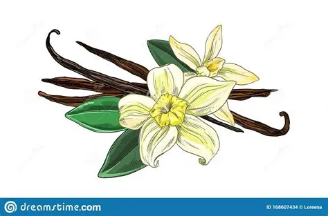 Vanilla Beans with Flowers and Leaves, Full Color Stock Vector ...