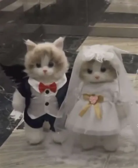 by queenilkay on cat | Cute cats, Cute cats photos, Cute animal photos