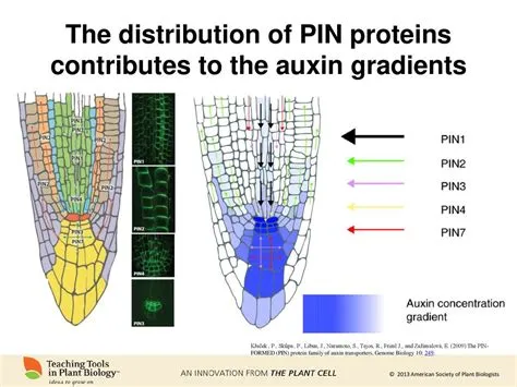 The Story of Auxin – 1890 to present - ppt download