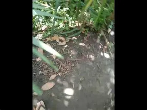 bisa untuk tali,tanaman gebang#shorts#Info Tanduran - YouTube