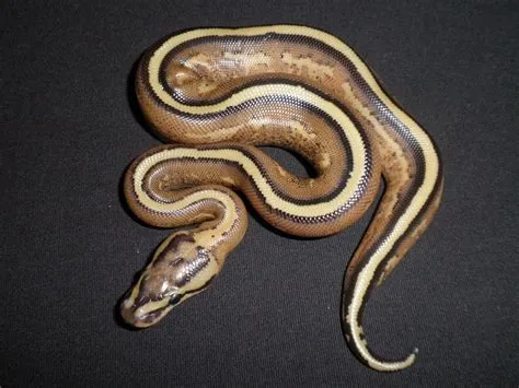 Ball Python Wallpaper Hd : A collection of the top 41 ball python ...